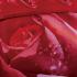 DM510Q Dolce Mela Floral Bedding - Rosa, Luxury Queen size Duvet Cover Set