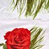 Duvet Cover Set, Queen size Floral Bedding, Dolce Mela - Romeo DM711Q